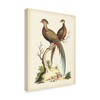 Trademark Fine Art Sydenham Edwards 'Regal Pheasants Ii' Canvas Art, 24x32 WAG02508-C2432GG